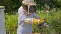 bee-keeper-with-smoker