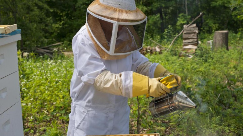 bee-keeper-with-smoker