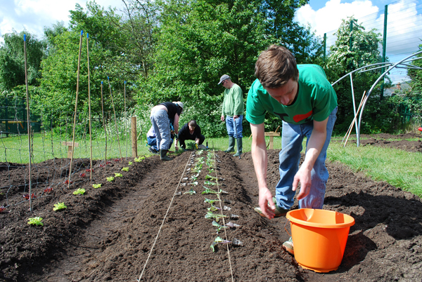 grow-waterworks-garden_planting-out-seedlings