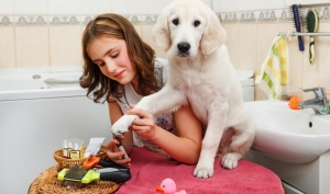 how-to-find-the-right-dog-groomer-1