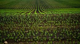 bigstock-Corn-Fields-50193905