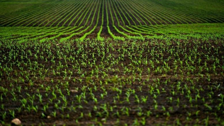 bigstock-Corn-Fields-50193905