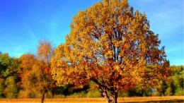 tree-99852_640