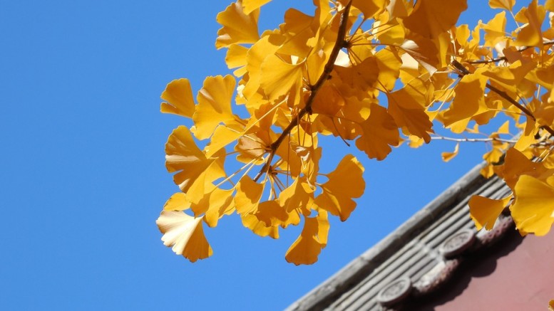 ginkgo-208275_960_720