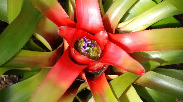 bromeliad-362262_960_720