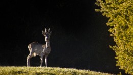 roe-deer-5018337_640