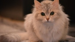cat-2146089_640