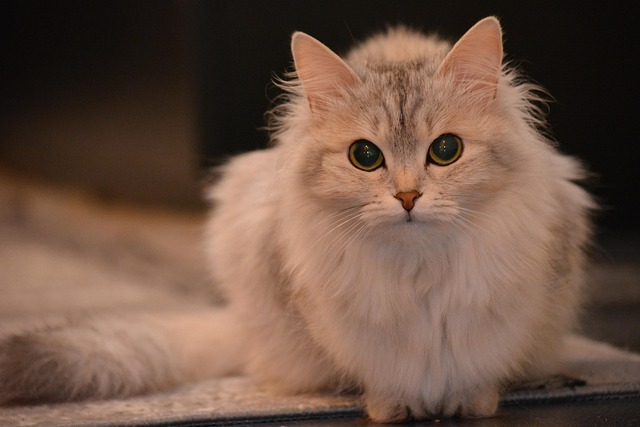 cat-2146089_640